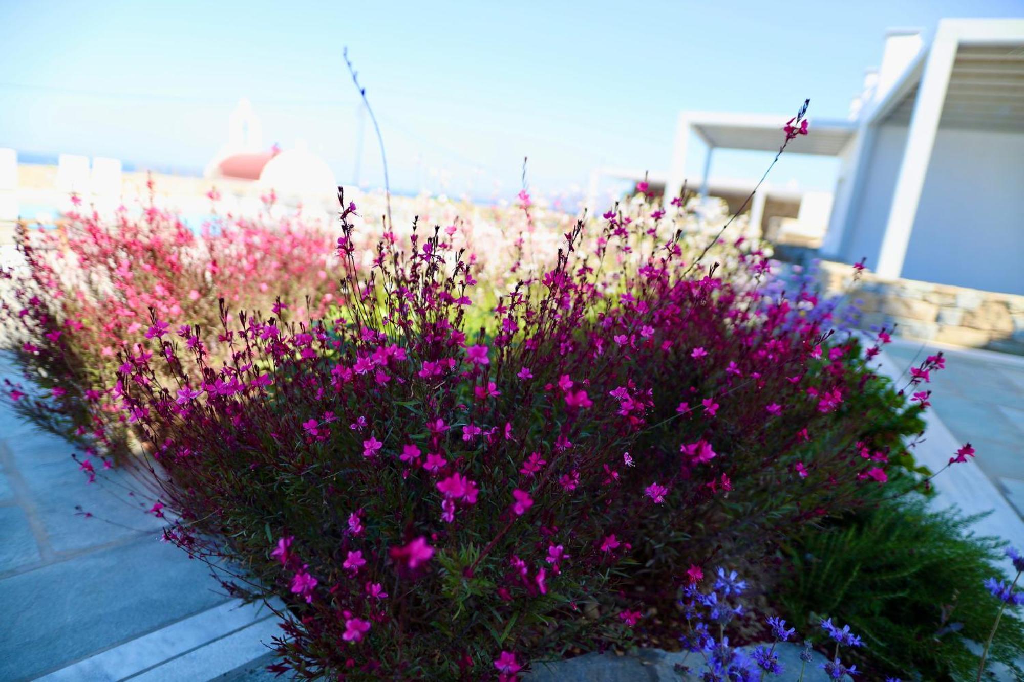 Margie Mykonos Hotel Mykonos Town Extérieur photo